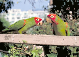 City Parrots by Mark Bittner