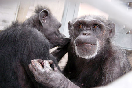 Tarzan Grooming Tami. Photo: Save the Chimps