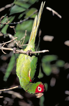 Parrot by Mark Bittner